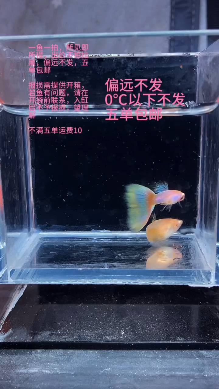 孔雀鱼孔雀鱼 01