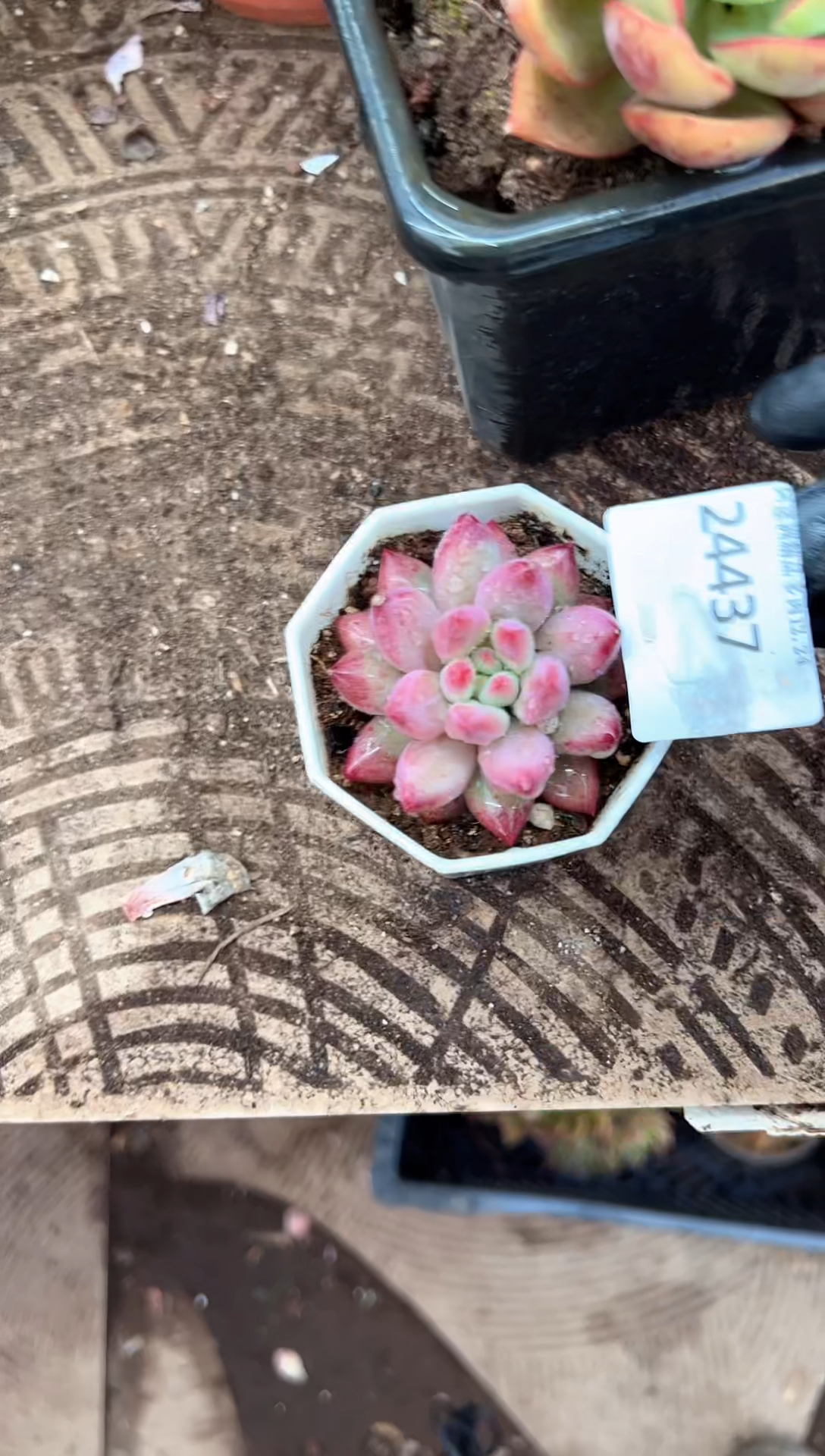 多肉植物一物一拍24437.438.439.440