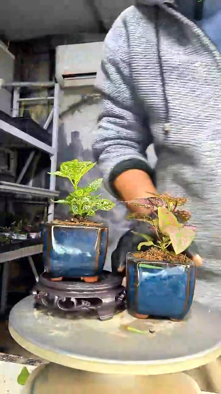 非*甜中青园艺一物一拍花81