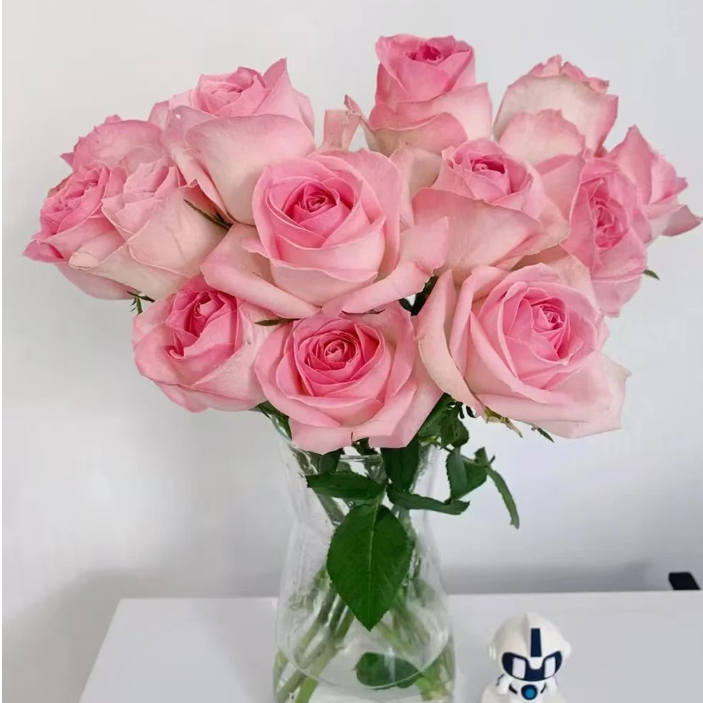 【我种花】桃红雪山单头玫瑰粉色系小清新玫瑰鲜切花水养云南直发