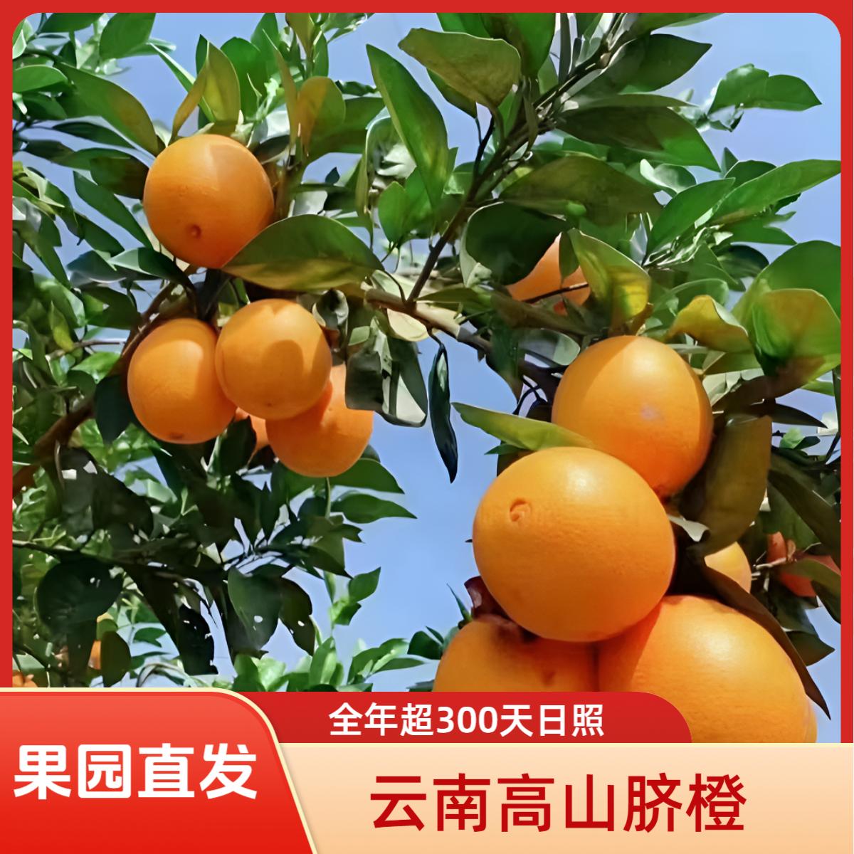【张少】云南高山脐橙风味新鲜现摘现发爆甜多汁