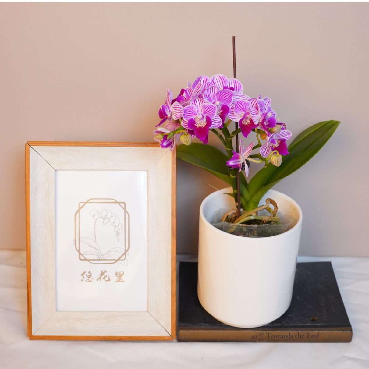 朝暮里蝴蝶兰（小飞象全花）开花珠发货