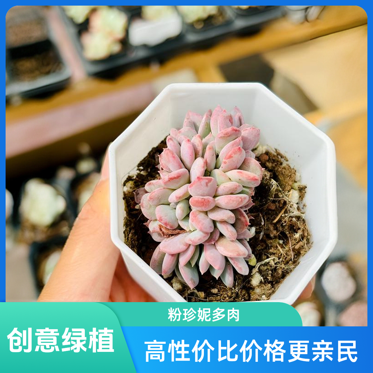 粉珍妮缀化多肉植物创意绿植网红多肉阳台书房摆件盆栽