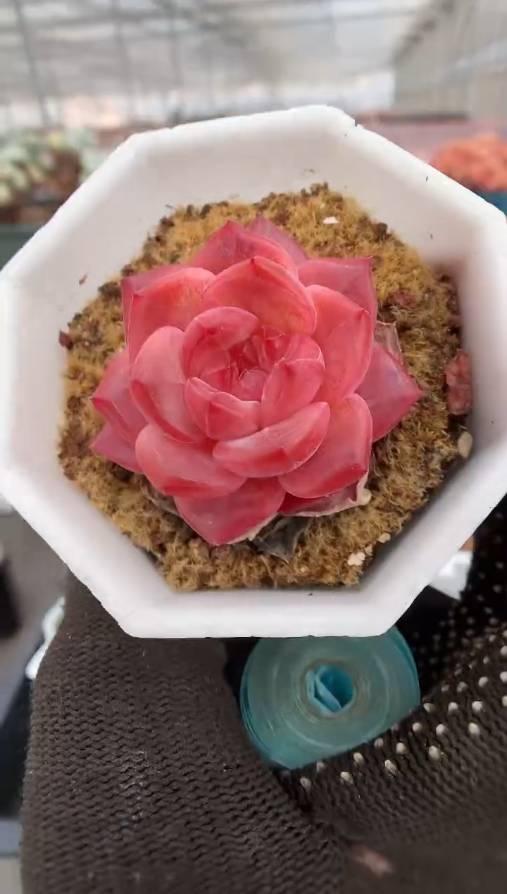 【闪购商品】587琥珀一物一拍