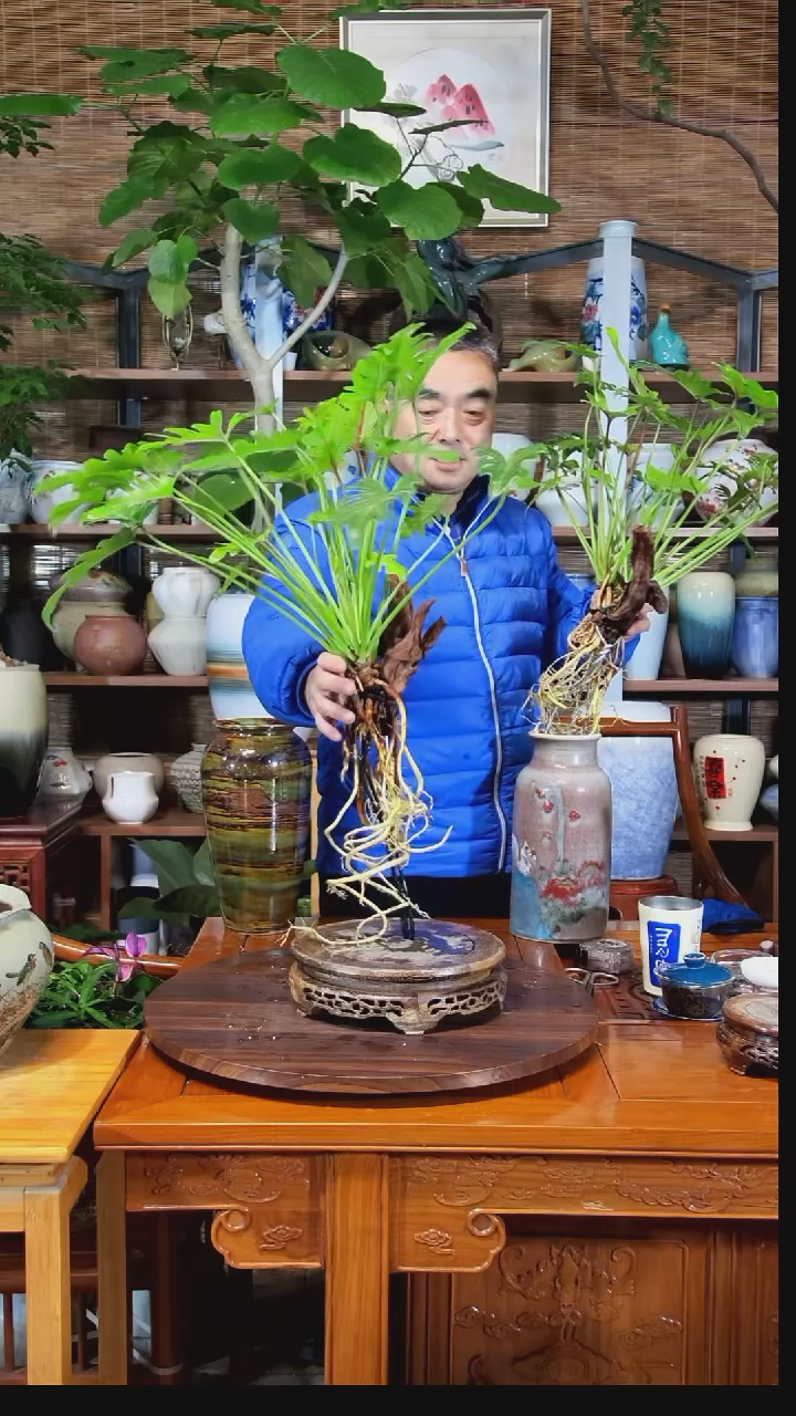 无花朵涵***1水之韵水培小天使