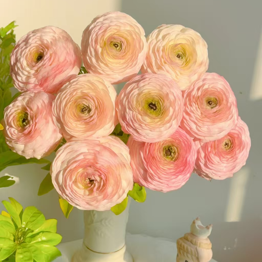 【陌上花开】蜜桃西柚洋牡丹-草花（带包装深水醒花哦~）（5支装）