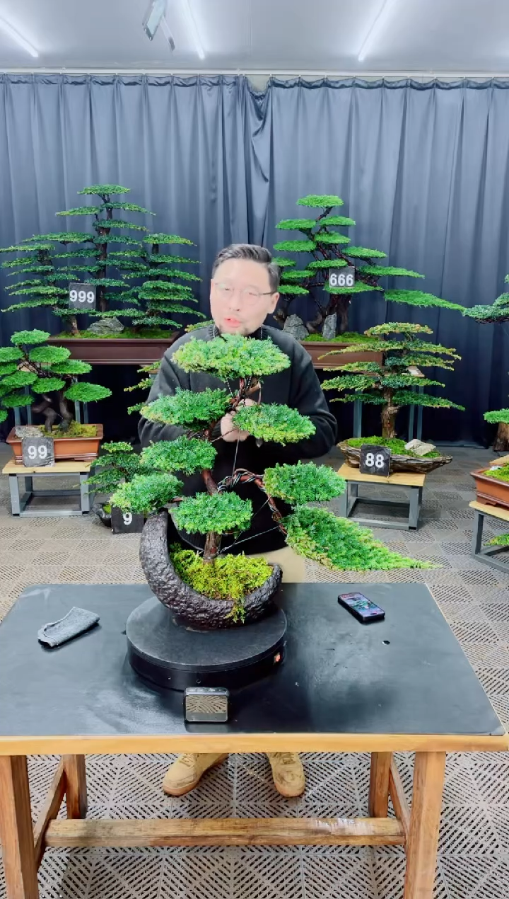 无花朵盆景......