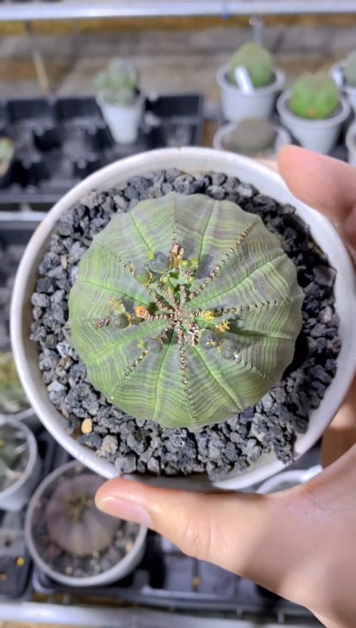 【闪购商品】布纹球FA-2796