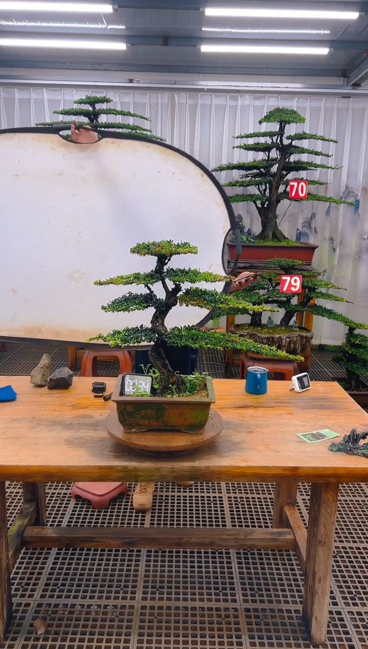 无花朵精品盆景直播间一物一拍