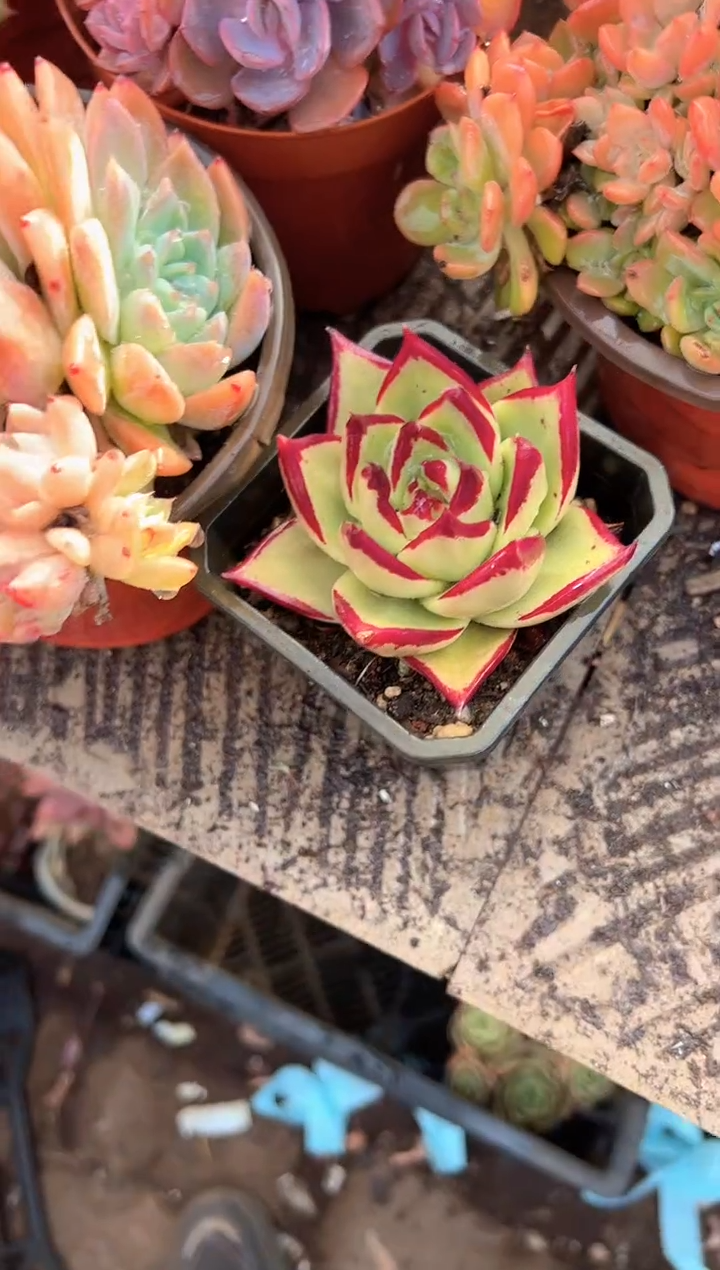 佛*多肉植物一物一拍29265