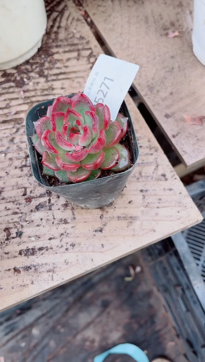 ༂****༖跃跃精品多肉25271