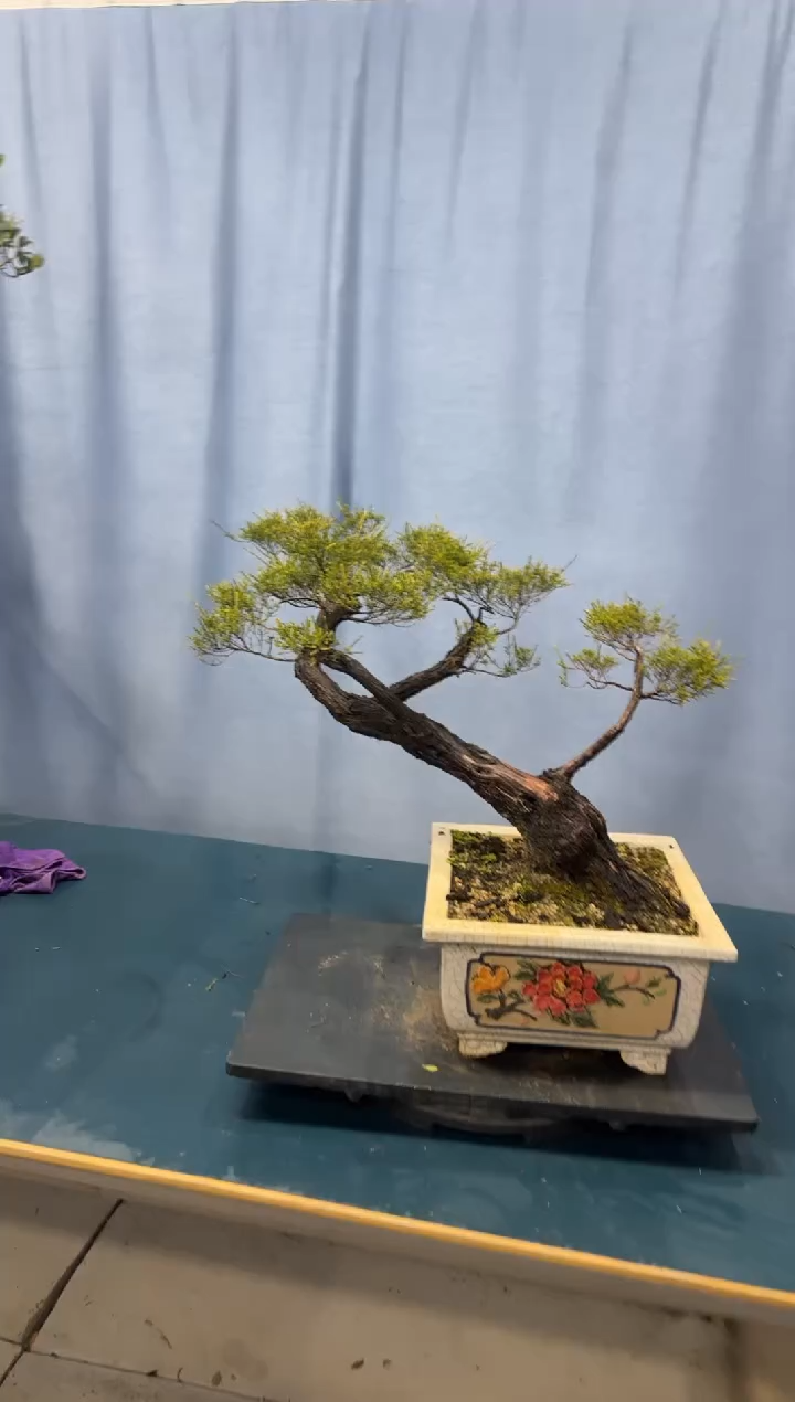 【闪购商品】盆景岗松