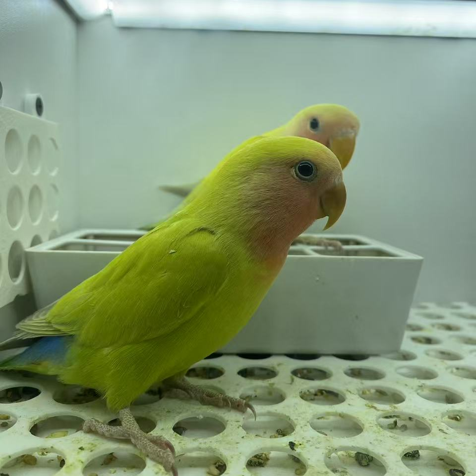 牡丹桃脸鹦鹉黄桃蓝腰宠物活体2-3月