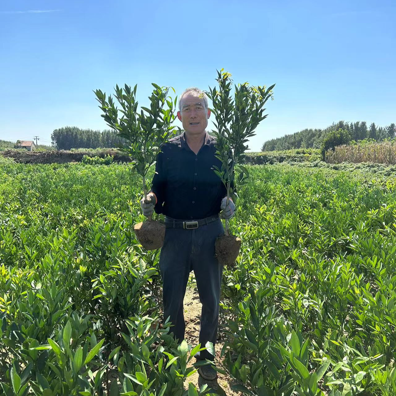 嫁接砂糖橘树苗正宗无籽红皮红肉沙糖桔盆栽地载当年结果抗旱耐寒