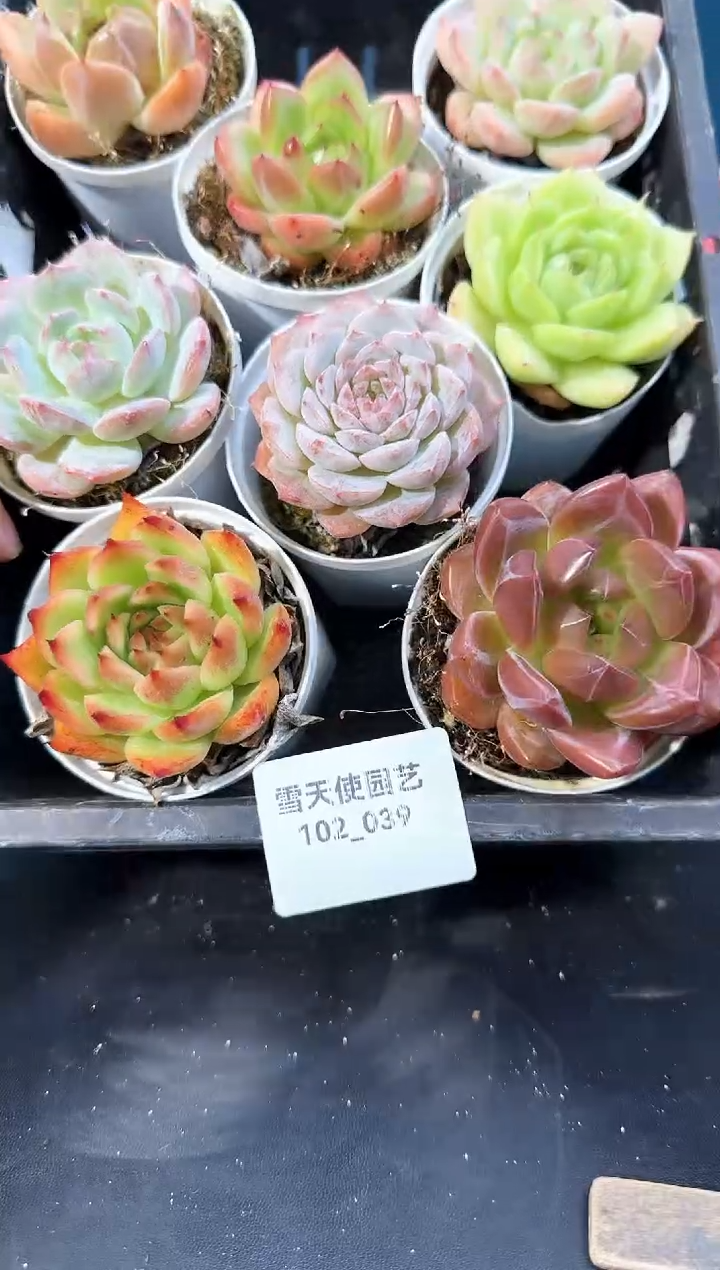 102-039  多肉8颗 