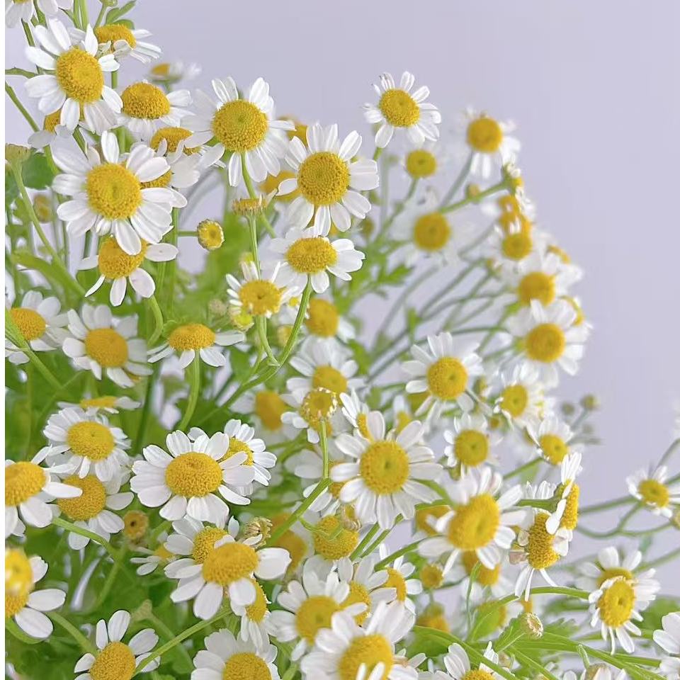 【洋甘菊】家用鲜花直播间直播云南鲜切花玫瑰花两单送配草