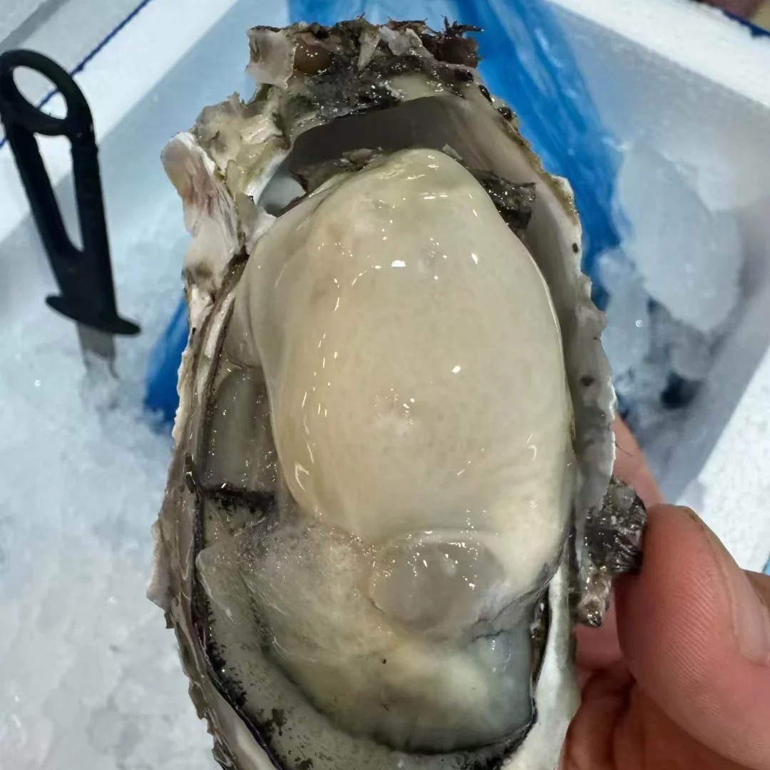 深海生蚝海鲜10个（一个350克左右）