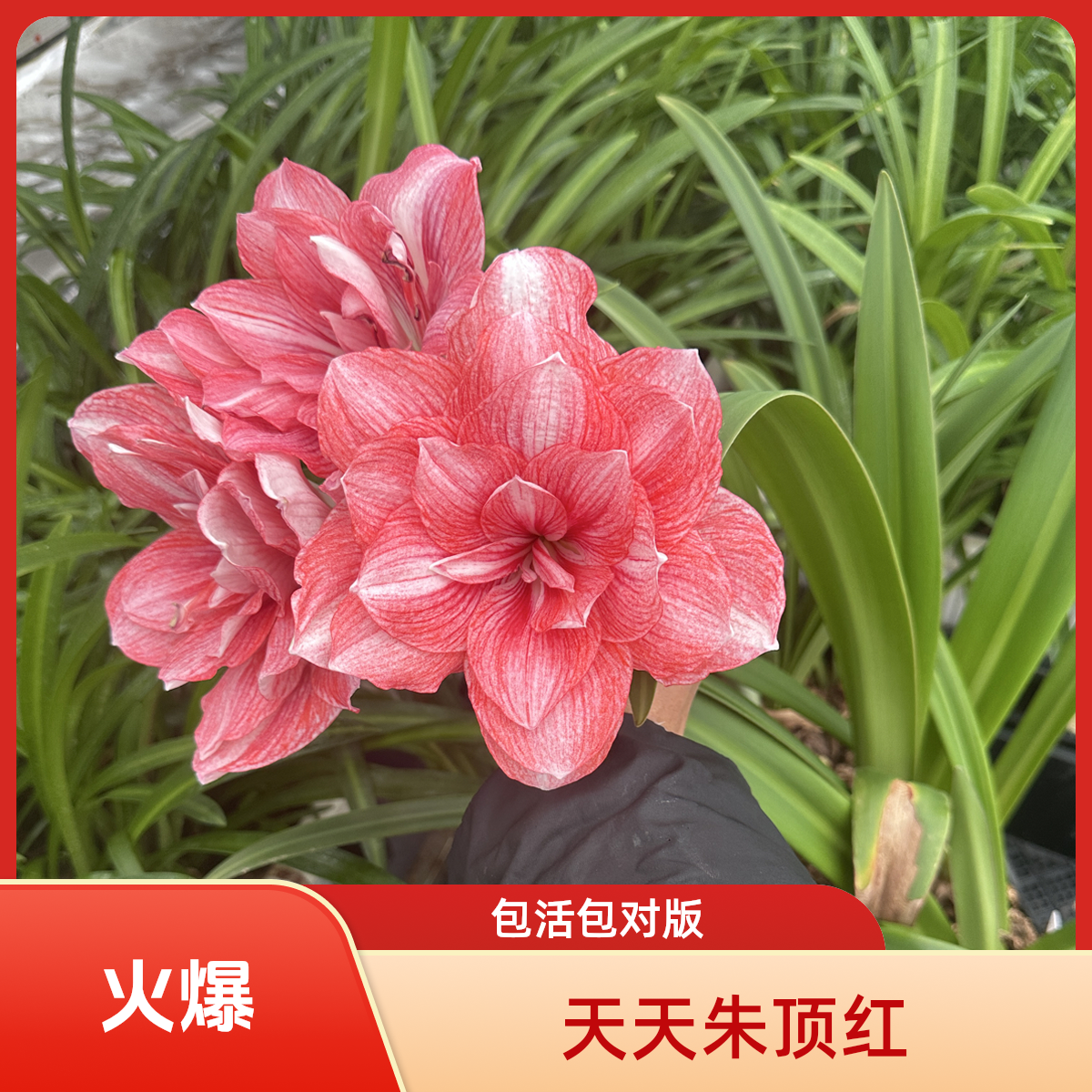 包对版（光羽豆沙）国产新品种白肋朱顶红基地球