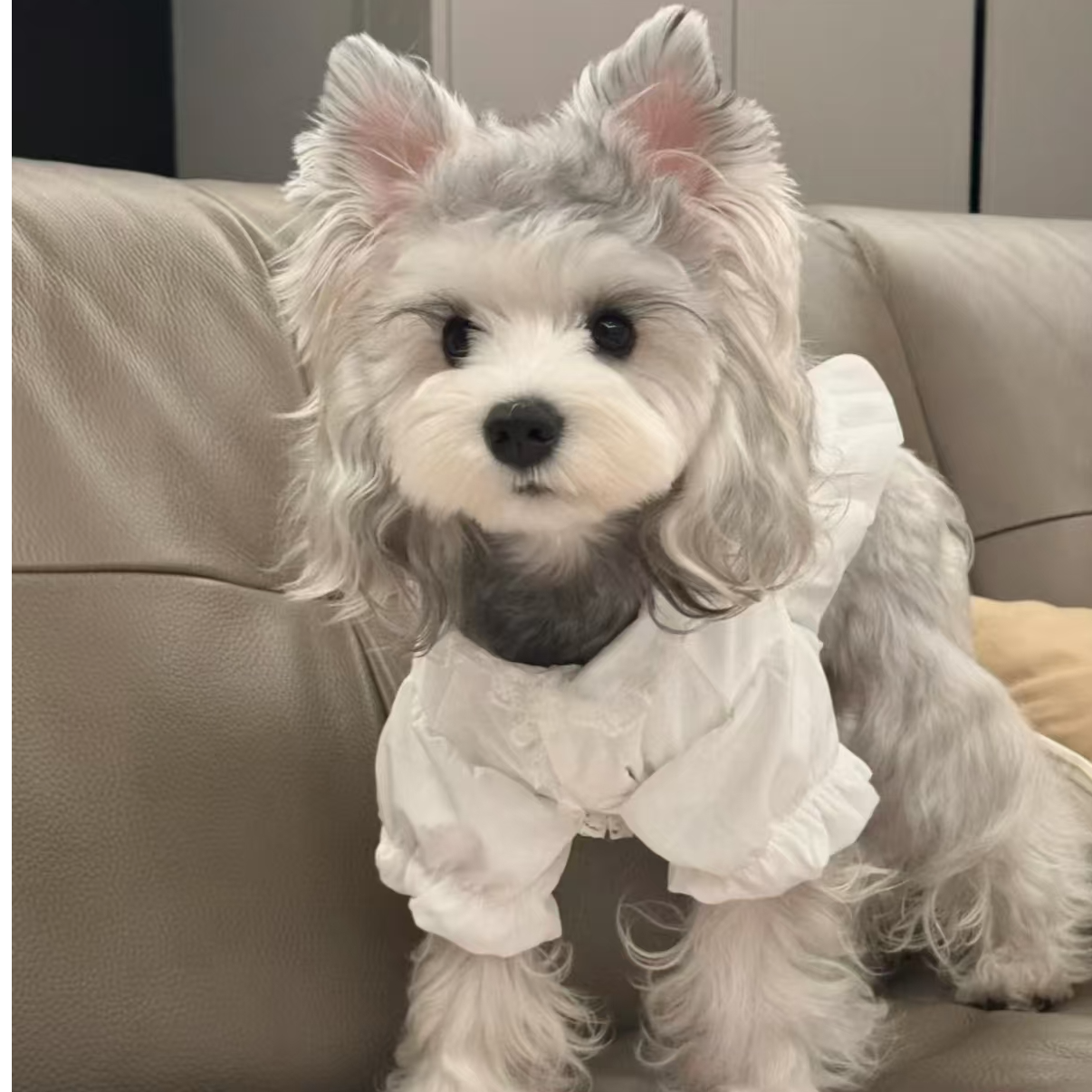 【熊老板雪纳瑞】小体萌系雪纳瑞幼犬活体萌宠小型犬