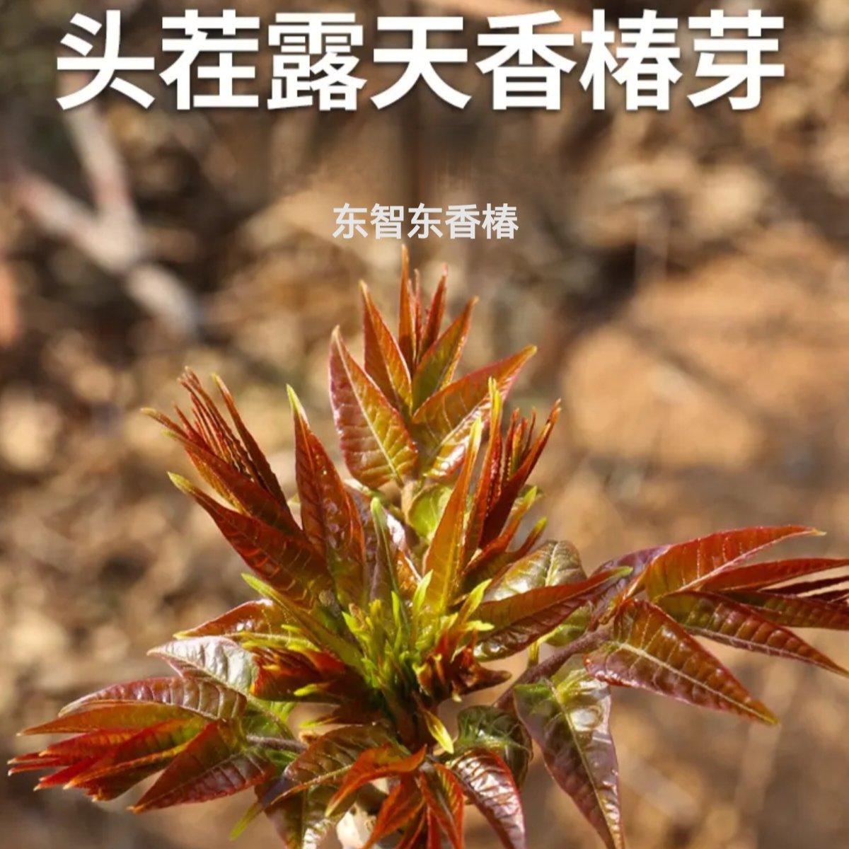 密云本地香椿芽东智东香椿农家头茬香椿芽香味浓郁鲜嫩250g-1000g