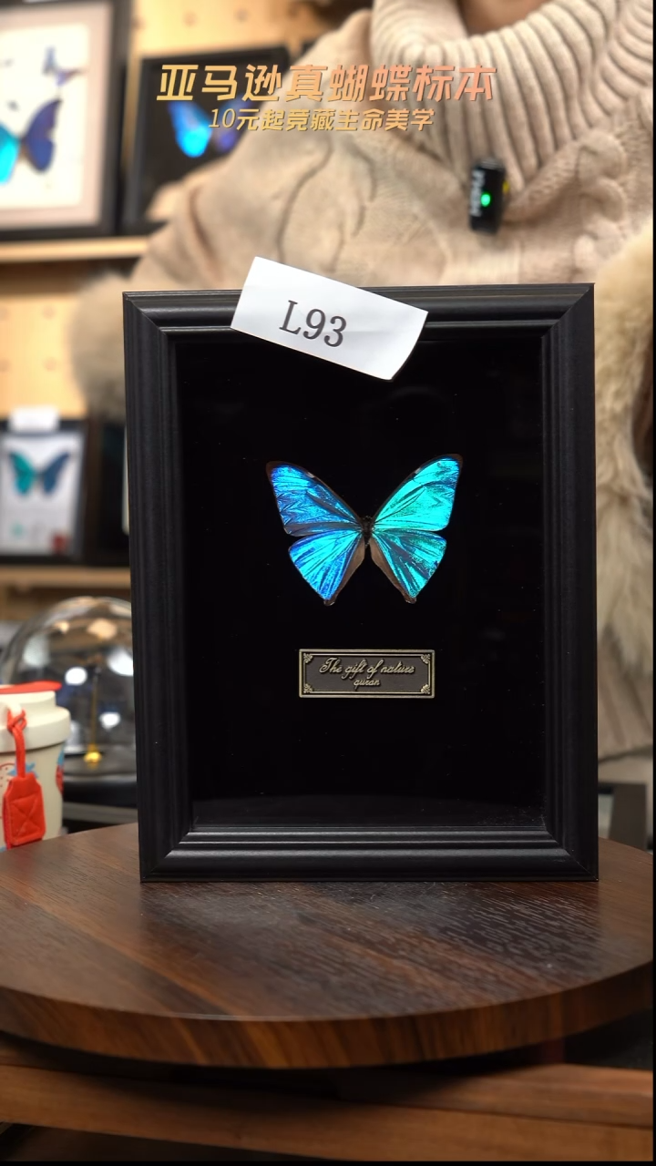 蝴蝶标本摆件竞拍小蓝闪l93