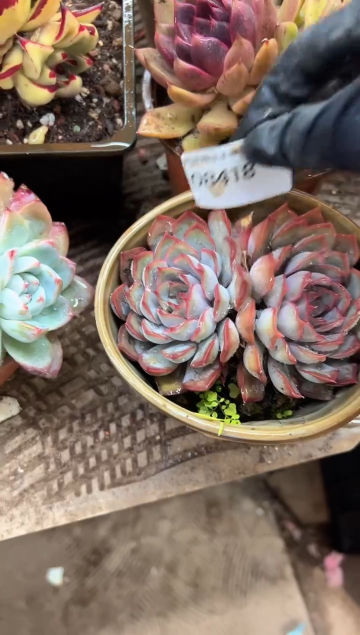 秋**河阿迷洲多肉花卉08418