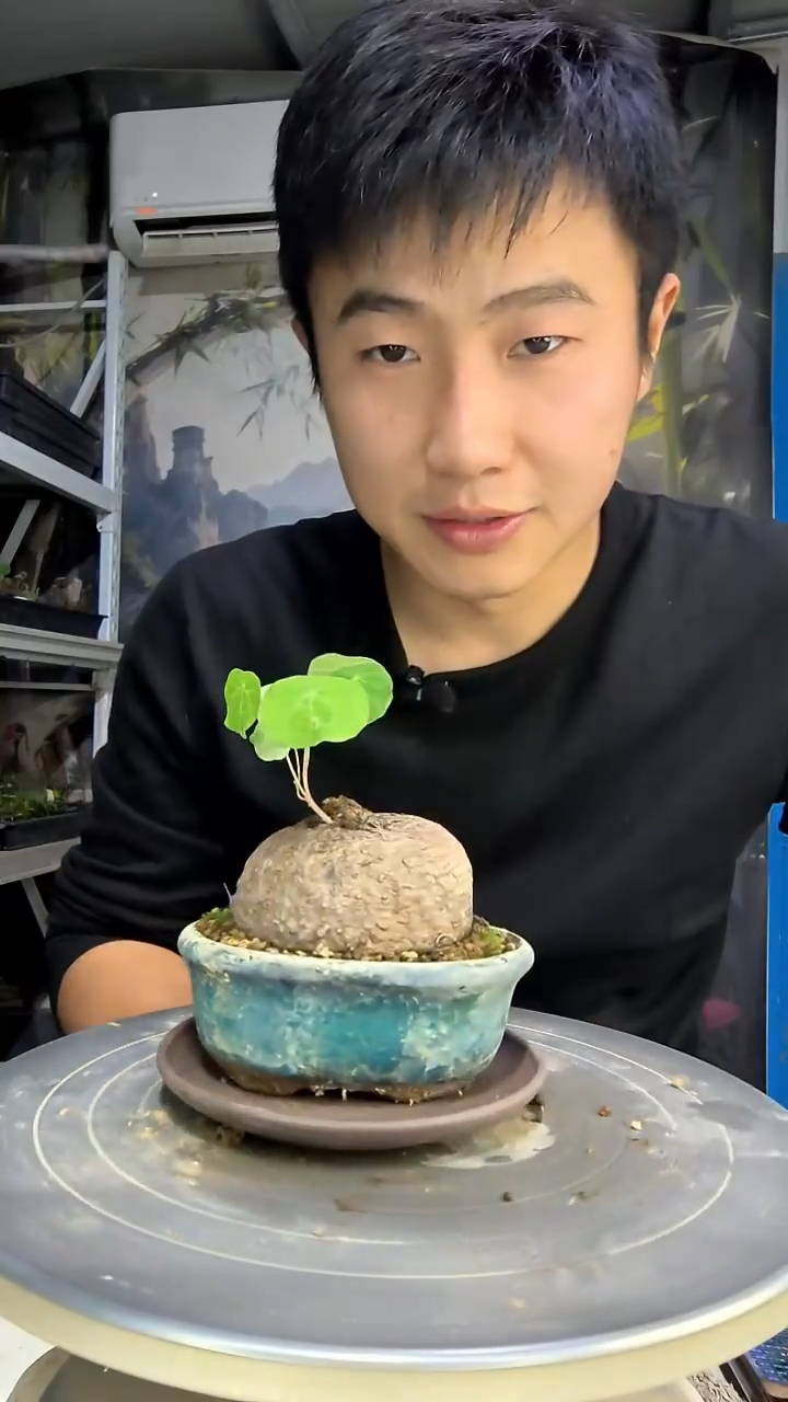 七*喵中青园艺一物一拍花120