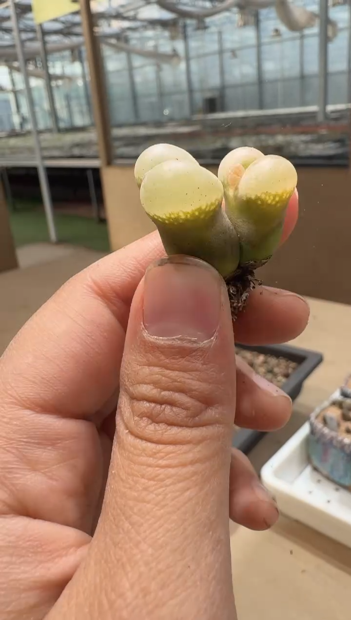 24-38多肉植物肉锥