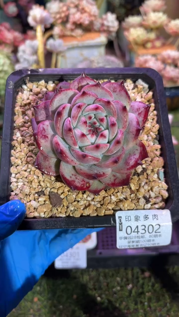 【闪购商品】04302