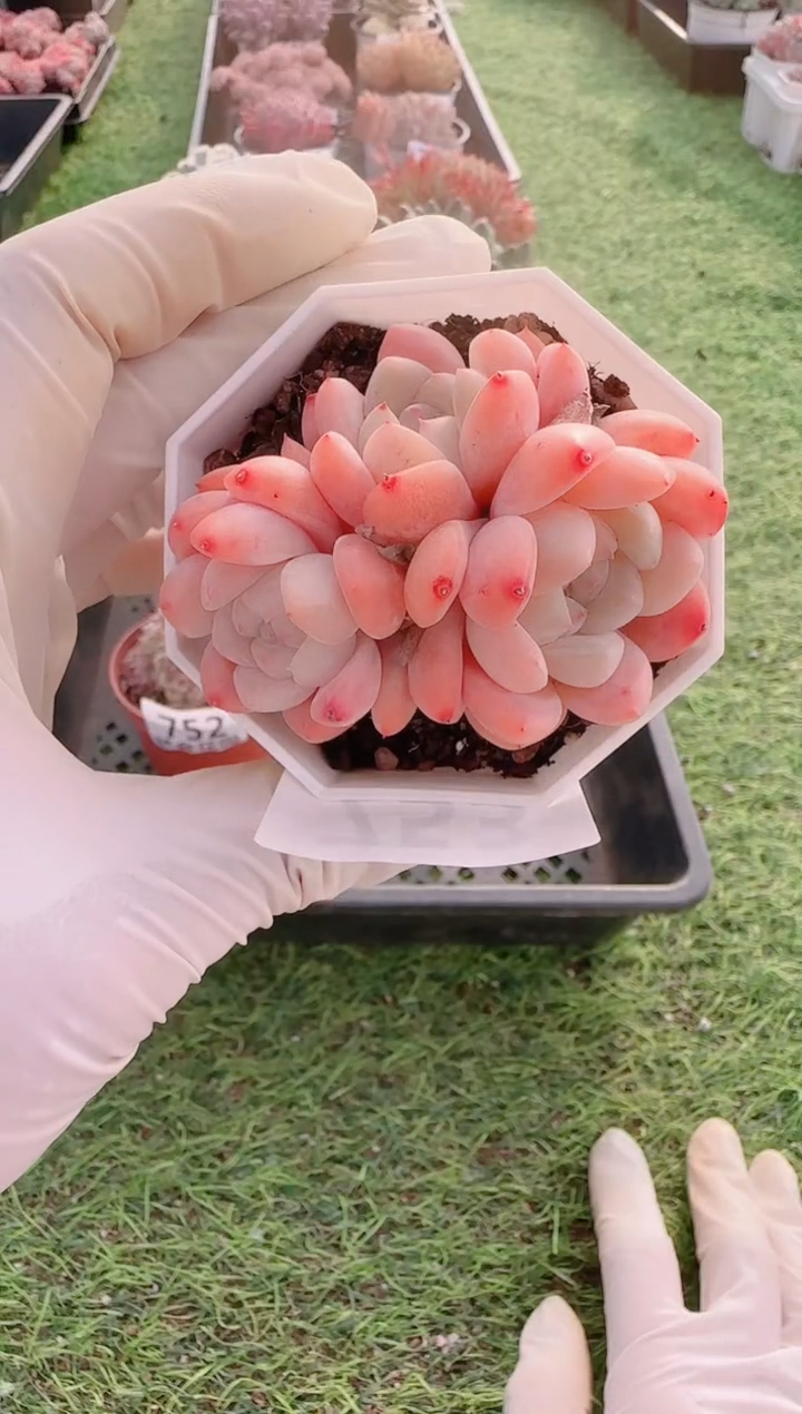 【闪购商品】梦会多肉一物一拍