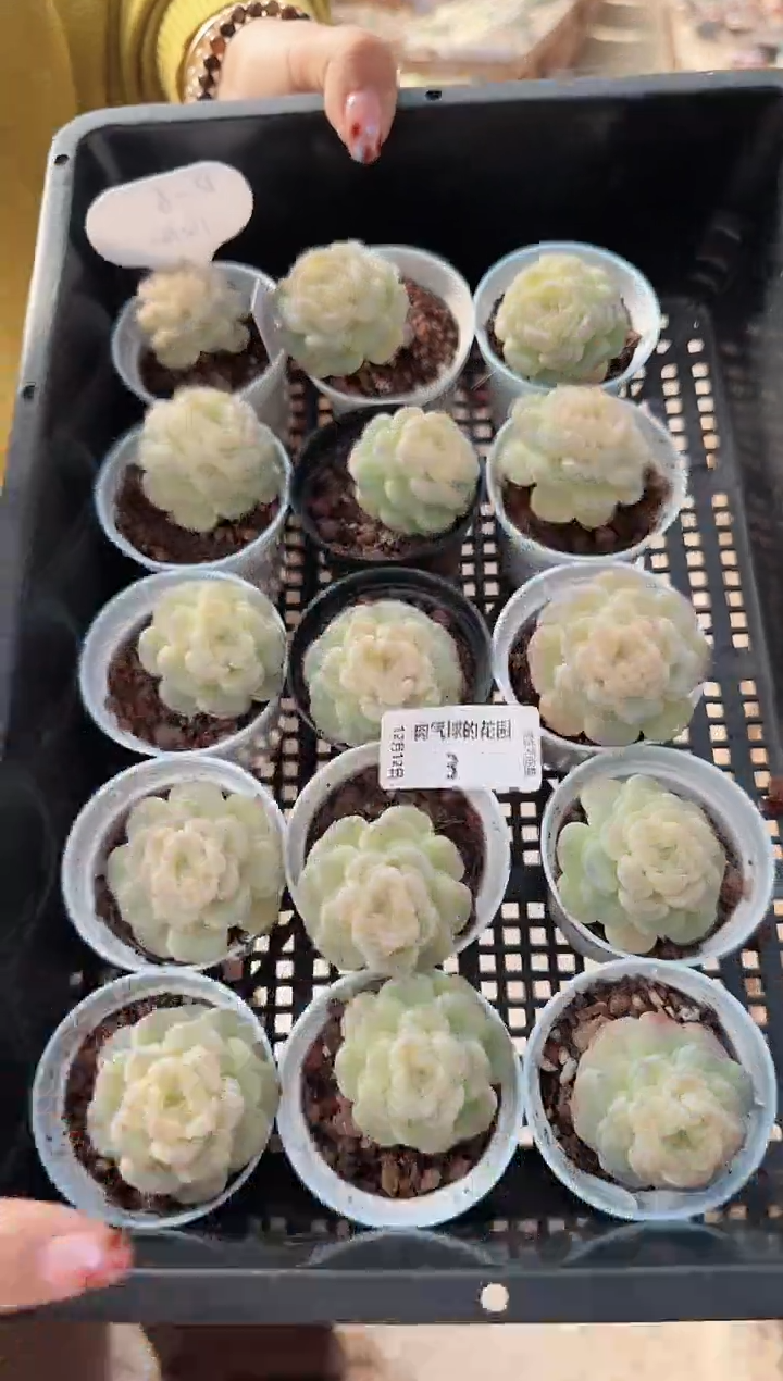 1212-03d6多肉量拍任意发一颗群生不包整