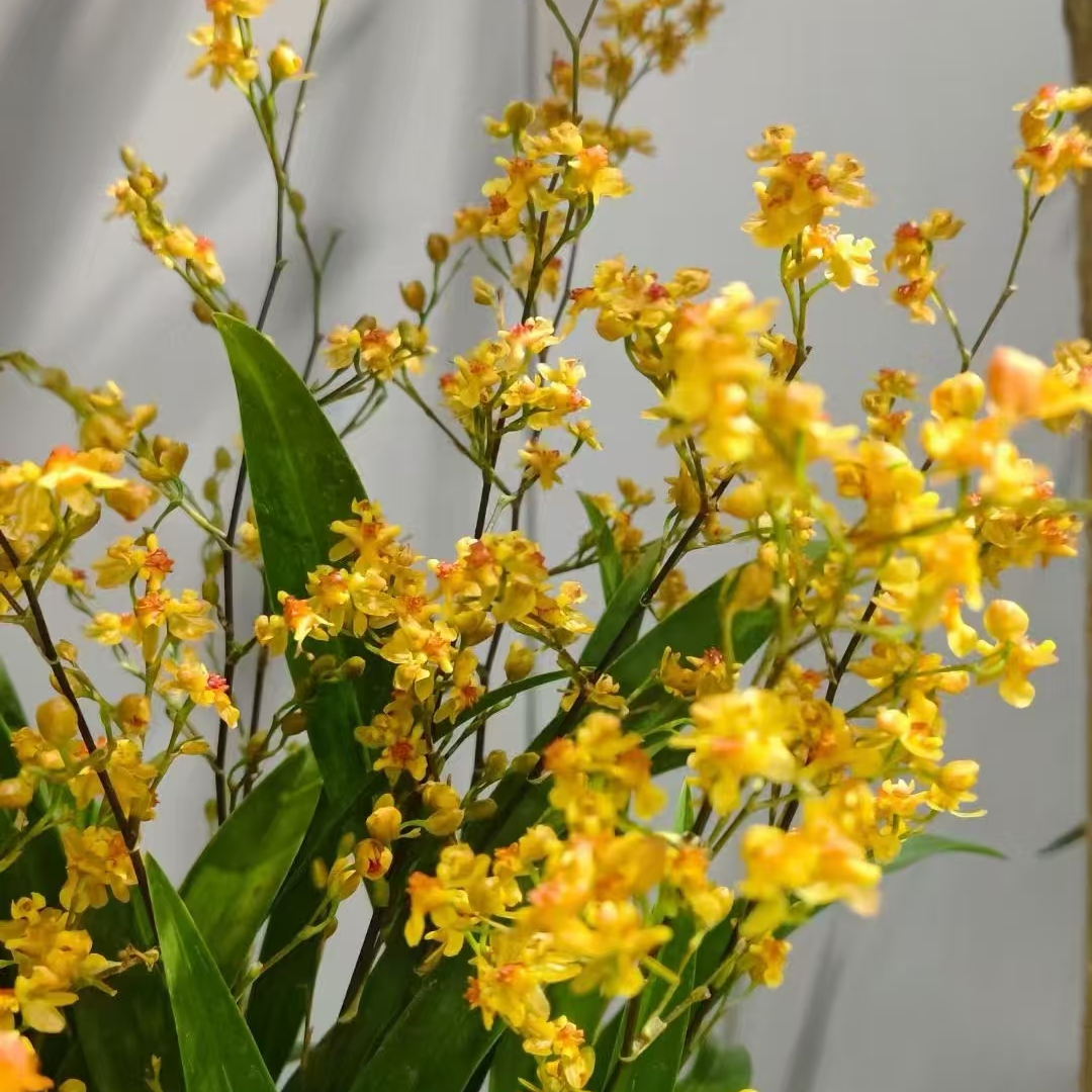 【5-7枝花剑】 黄色梦香兰盆栽室内外好养易活开花不断满屋飘香