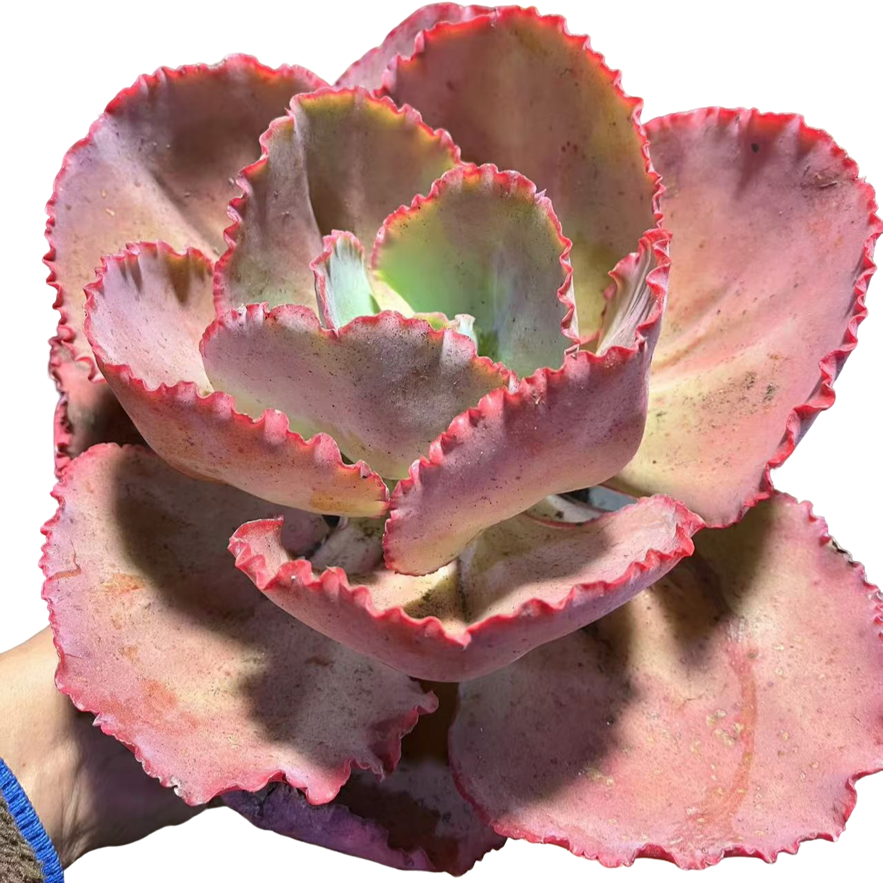 精品多肉植物  蓝色妖姬