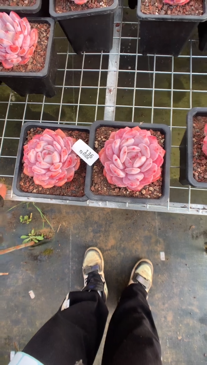 136星橙一物一拍多肉植物