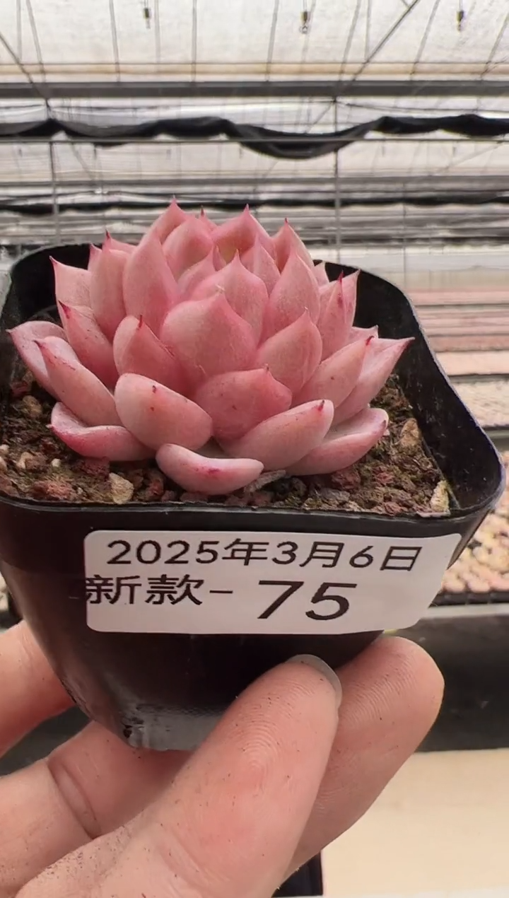 【闪购商品】新款多肉-75