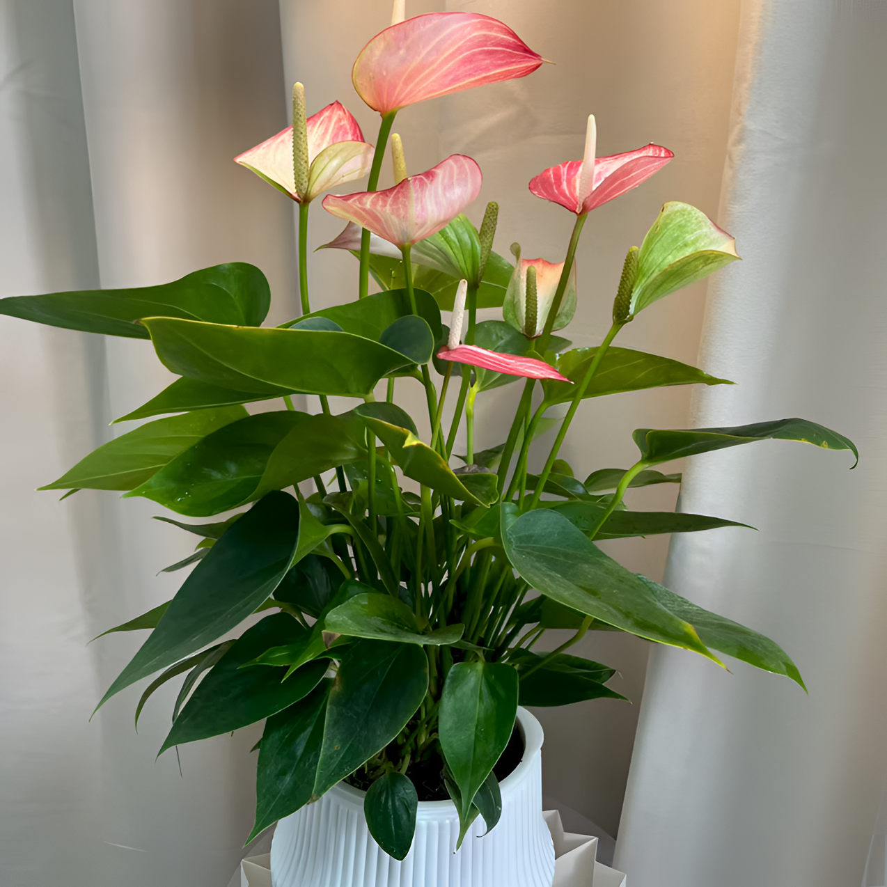 【与花】彩掌利维姆带花发货水培盆栽植物室内四季开花办公室净化空