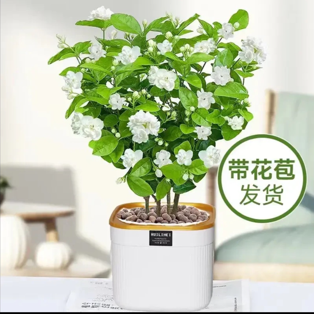 重瓣浓香型带花苞茉莉花盆栽室内阳台驱蚊净化空气绿植