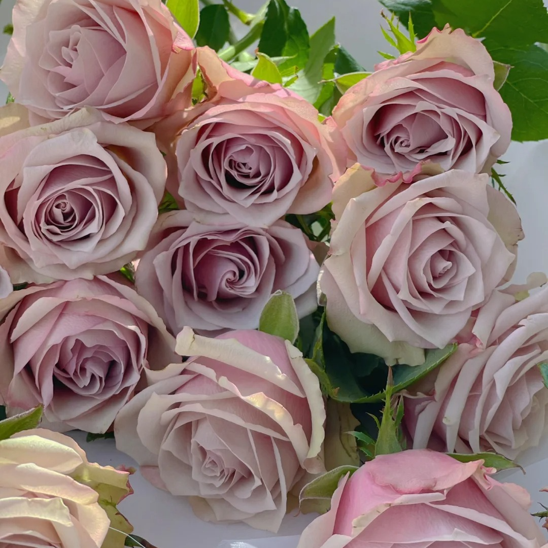 【云南鲜花】单头（野生苔藓）玫瑰 1单普通包邮，2单以上顺丰冷链