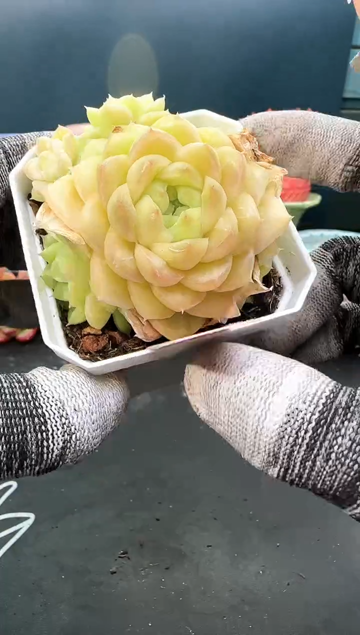 2  752 tb016 不包整  