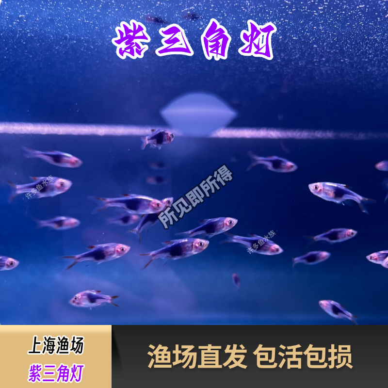 紫三角灯鱼群游暖色系淡水鱼热带观赏鱼