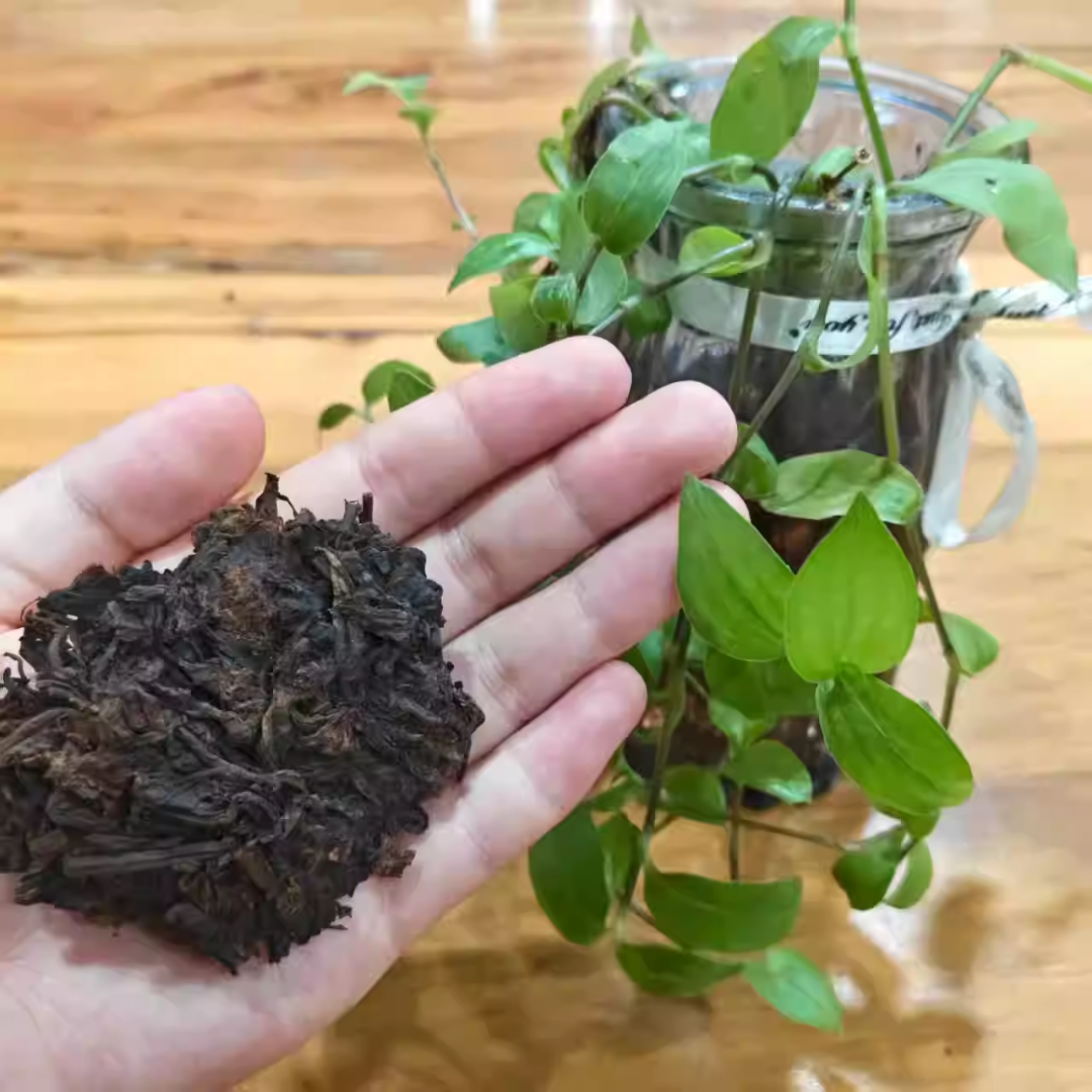 【冰岛】糯米汤冰岛五寨纯干仓20多年的老茶头 8克