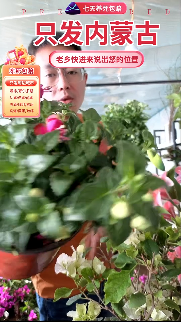 完全开放倒挂金钟