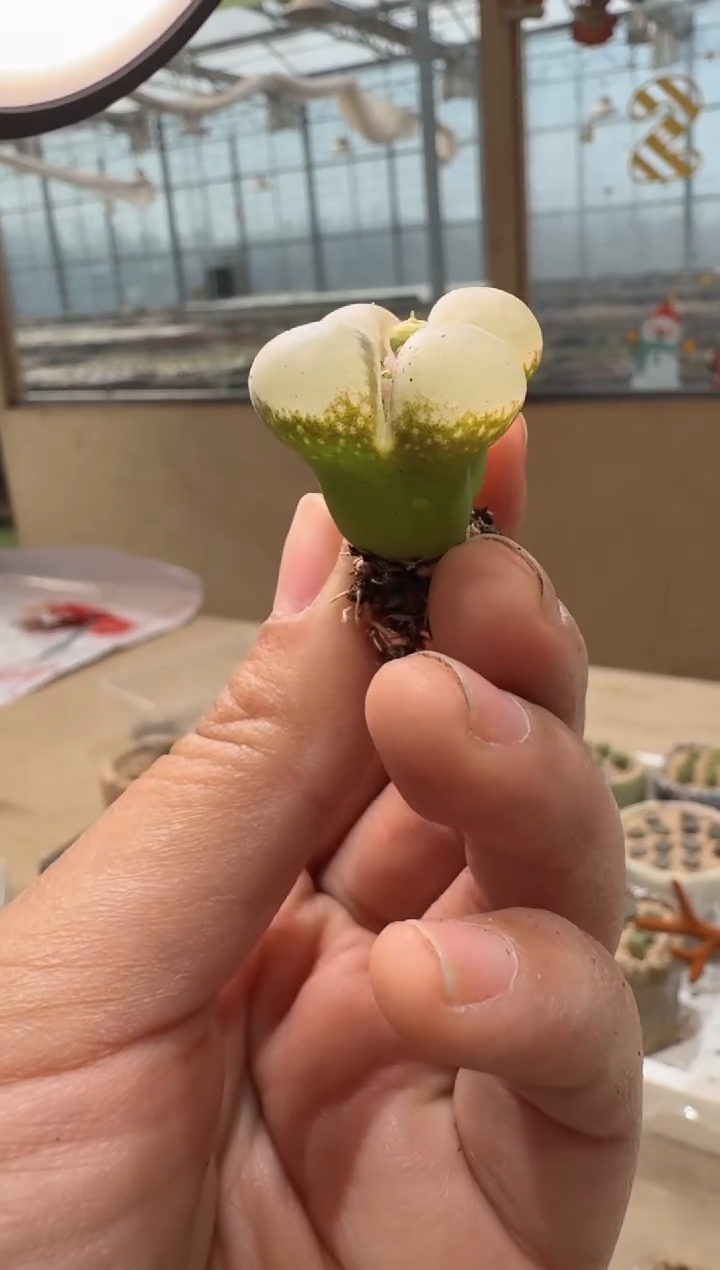 24-142多肉植物肉锥