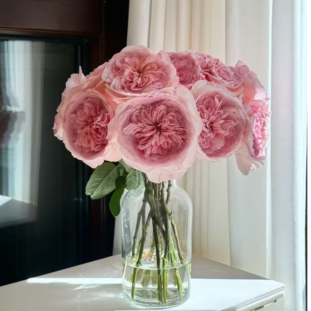 【独鬏鬏优选】A级云南鲜花 [妮可罗宾] 单头玫瑰  顺丰冷链派送