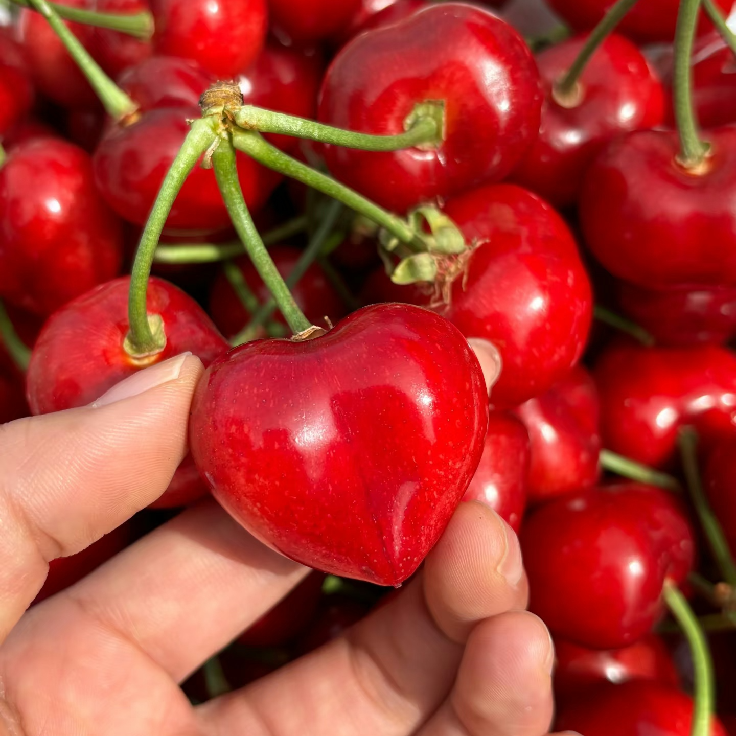 【萨米脱】邮政优选天水大樱桃萨米脱坏果包赔新鲜采摘多汁肉厚饱满