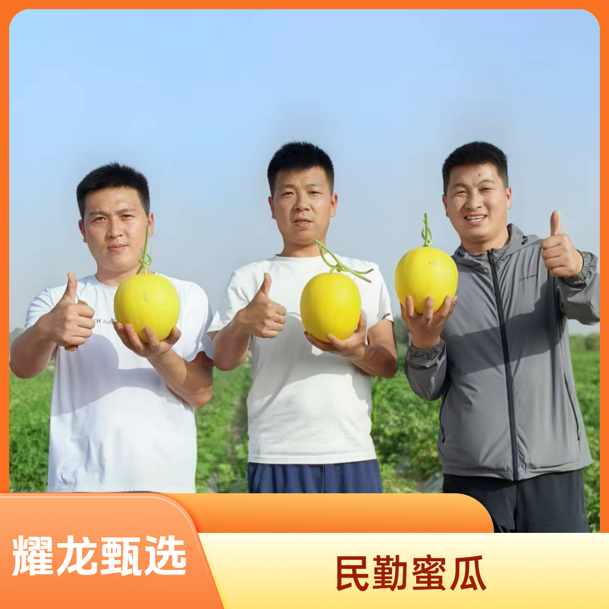 【耀龙专属】甘肃民勤沙漠蜜瓜金红宝现摘现发