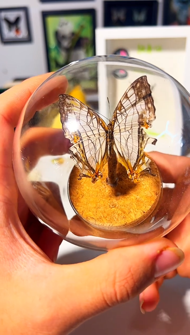 有机玻璃655565489