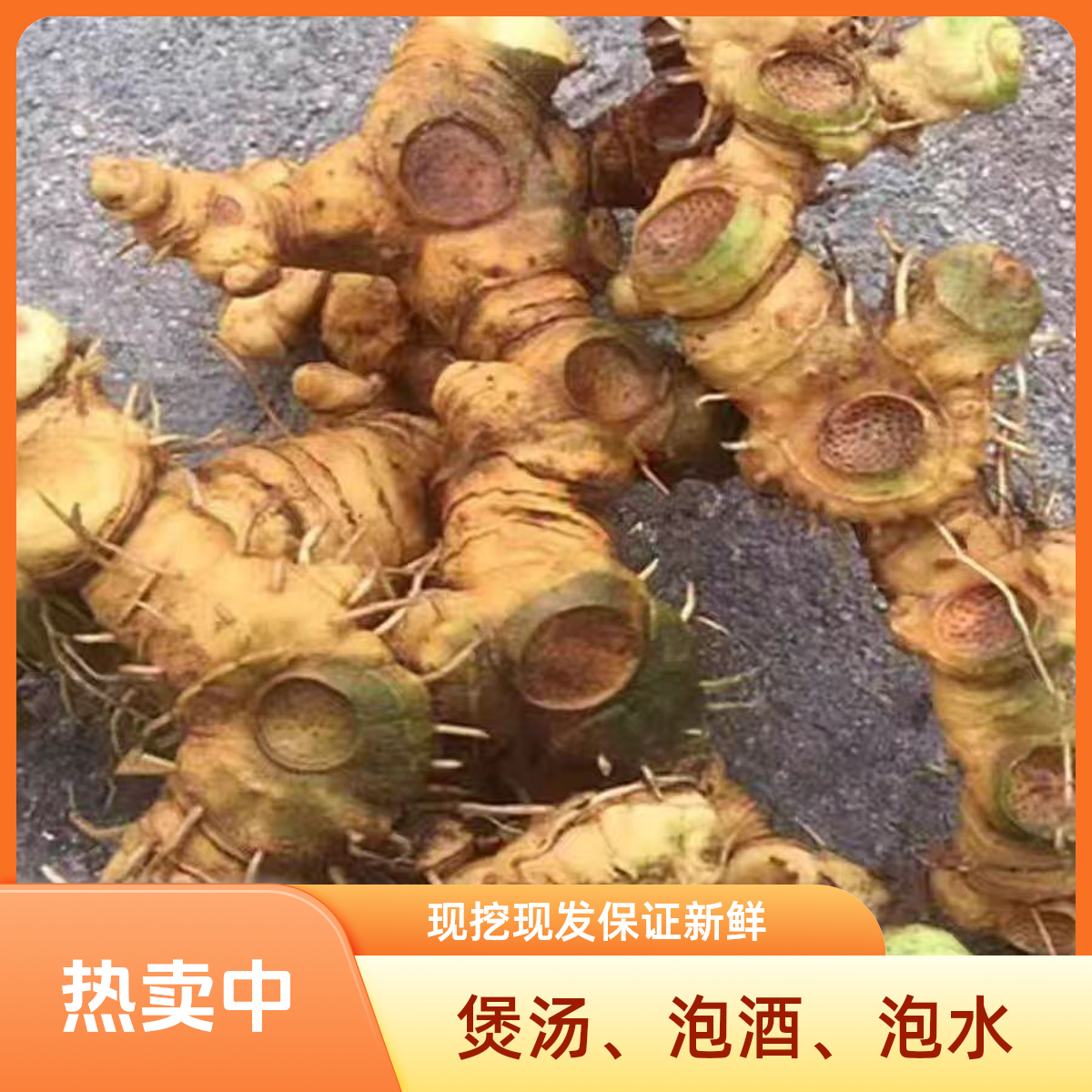 新鲜老虎姜山姜石姜猫儿姜月子姜仙人余粮煲汤泡酒