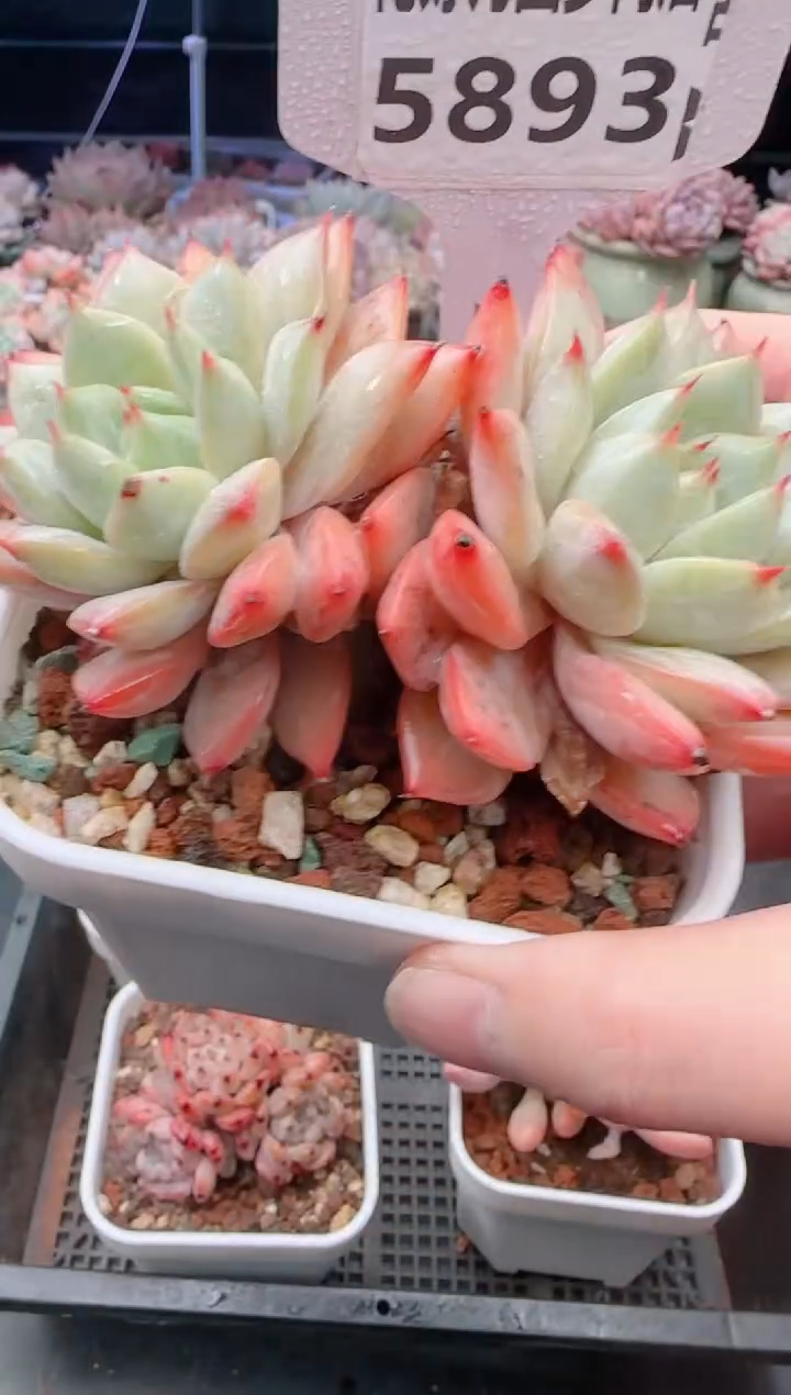 【闪购商品】5893蓝鸟香槟