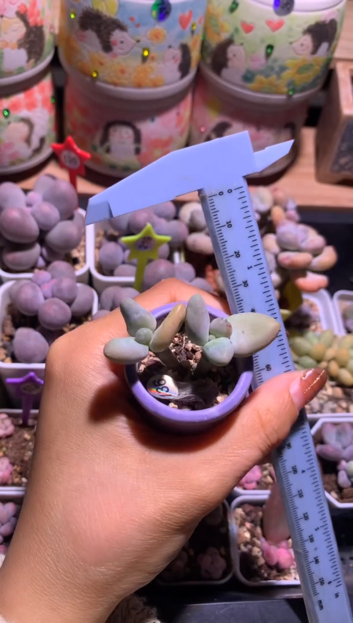 双头香蕉奶酪，满28包邮，不满发一个叶片包邮